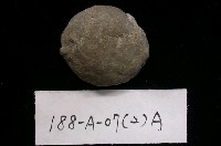 貨幣蟲藏品圖，第2張